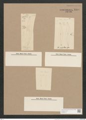 Pleurosigma pusillum Grun. (de-Toni-Nr.: Genus 13, Species 1054) Zeichnungen Sammlung Grunow Nr. 1896 (NHMW-BOT-W0369013)